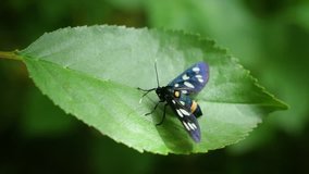 Amata phegea. Nine-spotted moth butterfly sits on green cherry tree leaf in summer