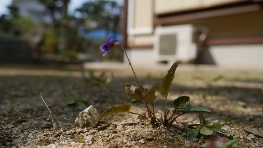 Violet flower is blooming in Fukuoka city, JAPAN. without sounds