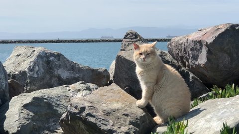 4K HD Video of orange tabby cat with traumatic injury to right eye and wound by left eye, sitting on rocks self grooming near water. Domestic and feral cats kill more than a billion birds in America