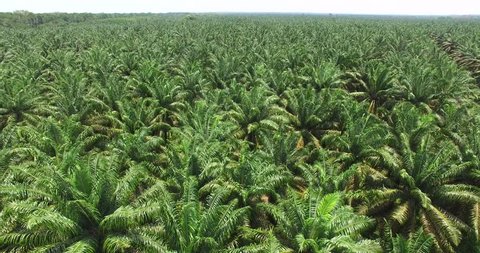 Sawit Stock Video Footage 4k And Hd Video Clips Shutterstock