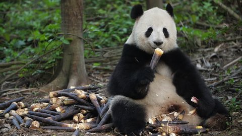 Slow motion of Giant Panda Bear Eating Bamboo Shoots in the Chengdu Research Base of Giant Panda Breeding