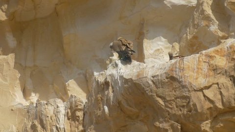 Griffon vultures mating on cliff, Ein Avdat, Israel