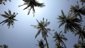 Palm leaves on a beautiful blue sky background