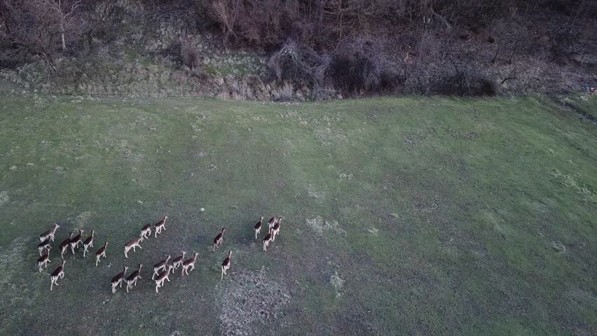 deers running aerial drone footage