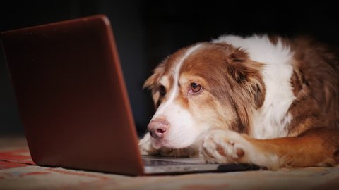 The dog reads the news on the laptop screen. Funny animals concept Arkistovideo
