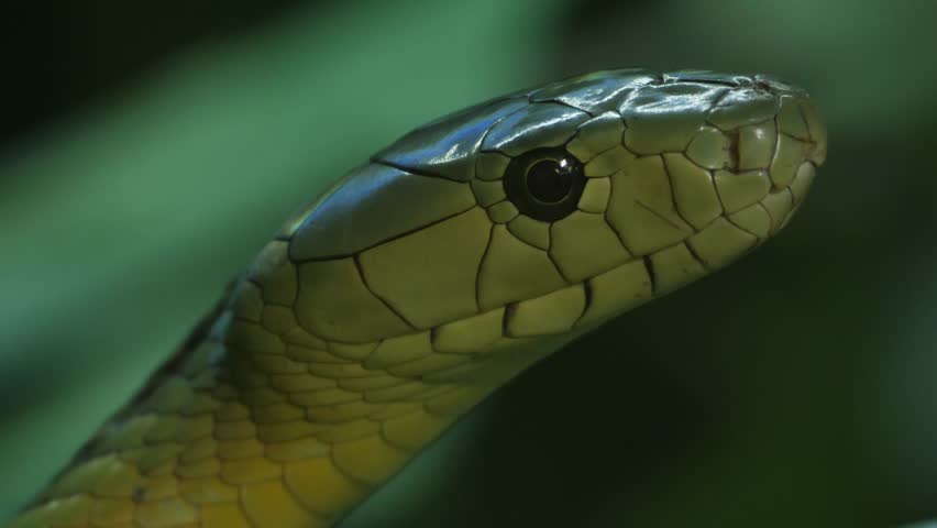 Jameson Green Mambaq