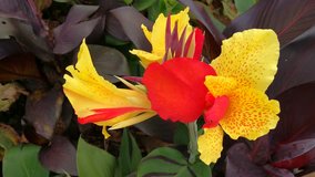 Close up Top View of Yellow and Red Canna Lily Flower with Copy Space, Asian Tropical Rainforest Flowers Nature Background 4k Video Footage Clip
