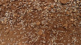 Termite, Insect Abstract Background 4k Video Footage Clip