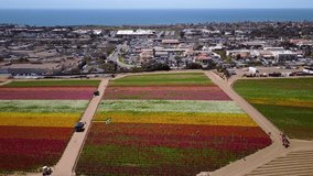 Carlsbad, CA - The Flower Fields - Drone Video,  Aerial Video of The Flower Fields in Carlsbad, California. It opens up once a year in spring from March 1 through May 10.