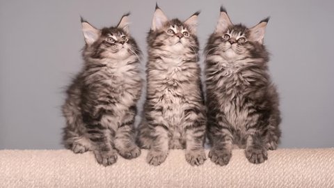 Maine Coon kittens 2 months old sitting on scratching post for cats. Studio footage of beautiful domestic kitty on gray background. Vídeo Stock