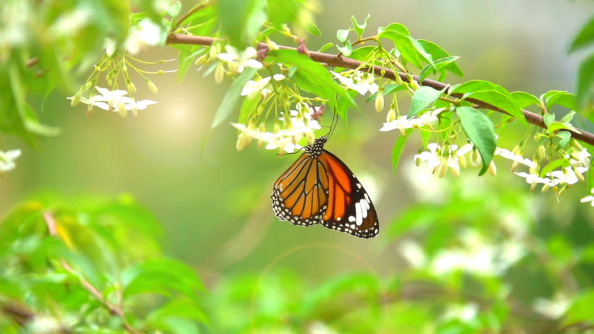 Butterfly flying slow motion . Adult butterflies is orange black wings and flying on flower in morning. It beautiful nature summer season. Orang white and black colorful butterfly on sunlight on tree