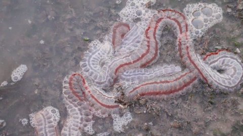 Sea cucumbers are echinoderms from the class Holothuroidea for education in Sea.