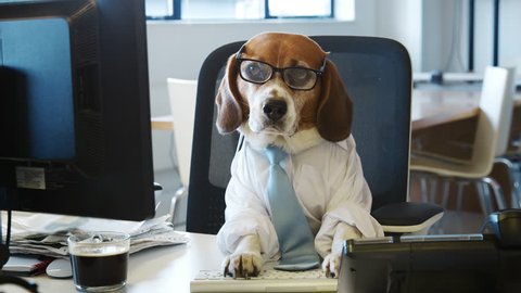 Smart beagle working at a desk in an office