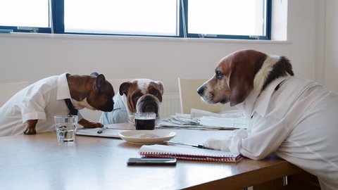 Three dogs having a meeting in a business meeting room