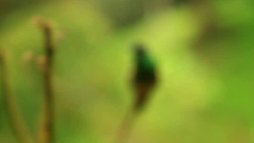 Perching hummingbird coiming in to focus, South America Royalty-Free Stock Footage #1009370120