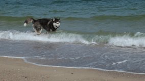 Happy husky dog happily running at sandy beach. Real time full hd video footage.