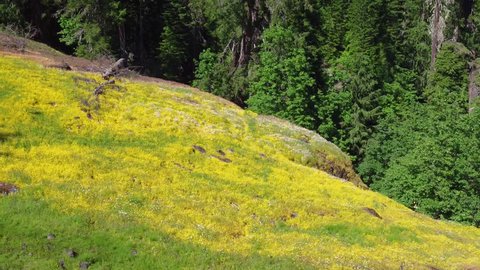 A vibrant patch of yellow wildflowers fills a high alpine forest meadow in Southern Oregon Adlı Stok Video
