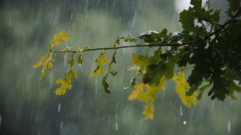 Hail And Heavy Rain Falling On Tree Leaves In Slow Motion 4k 02