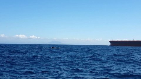 Humpback Whale (Megaptera novaeangliae) swim in bay of Vitória. Ship passes to the bottom. Espírito Santo, Brazil.