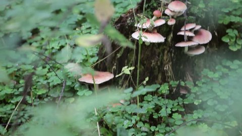 Mushroom in nature. Brown mushrooms in forest. Wild mushroom growing on driftwood.