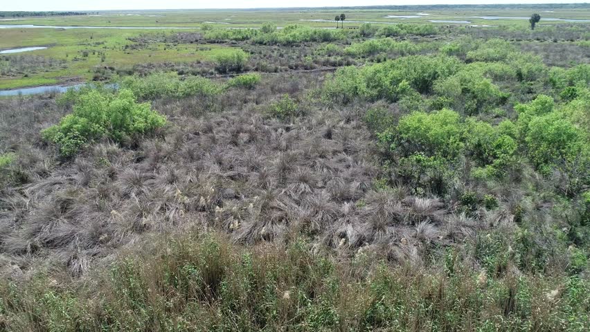 Overview of rivers and grasslands involving birds and some cows with few trees.