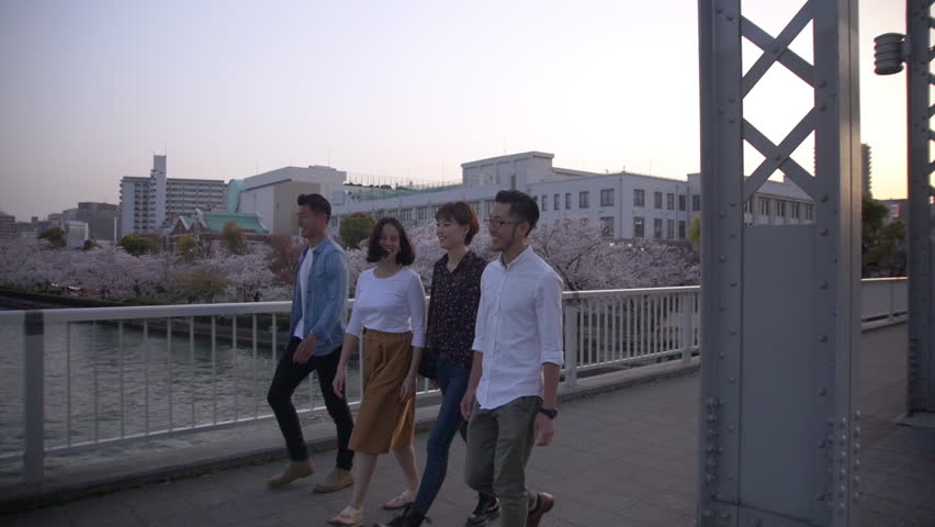 International friends walking across bridge, beautiful sakura by the river.
