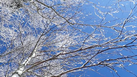 Snow falling down from snowy birch branches with blue sky in the background. Slow motion shot.