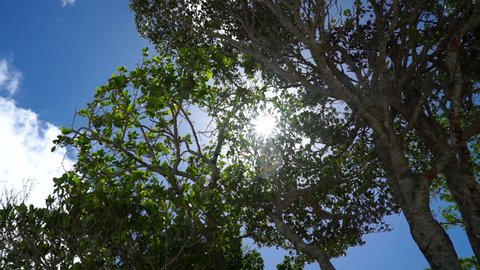 Looking up at tropical mangrove trees with the sun shining down at beautiful Lifou Island, New Caledonia.