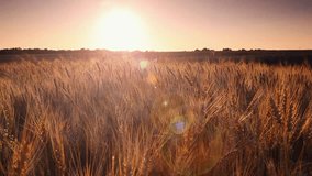 Summer field of yellow wheat in sunset. Location rural place of Ukraine, Europe. Beautiful footage of the ecological conception. Discover the beauty of earth. Full HD 1080p video (High Definition).