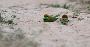 Video 4K of Group Green bee-eater a playing Dust in the ground