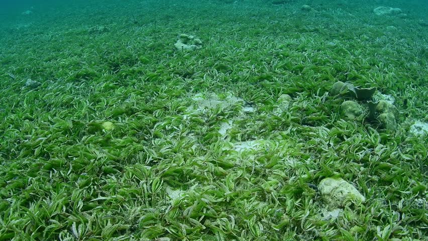 sea grass bed marine life wakatobi Stock Footage Video (100% Royalty ...