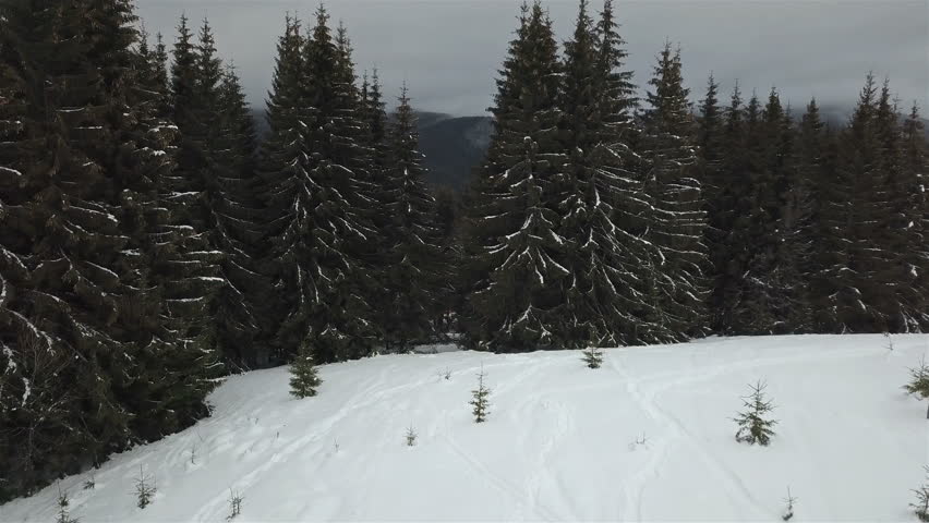 Beautiful evergreen spruces in  winter in a mountainous area
