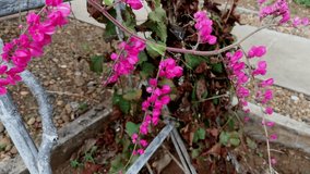 Pink Coral Vine Flower (Antigonon Leptopus) with Heart Shape Leaf, The Flowers attract Honey and Bumble Bee, Nature Background 4k Video Footage Clip