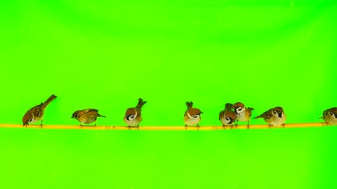 sparrows  (passer) sitting on a branch on a green screen