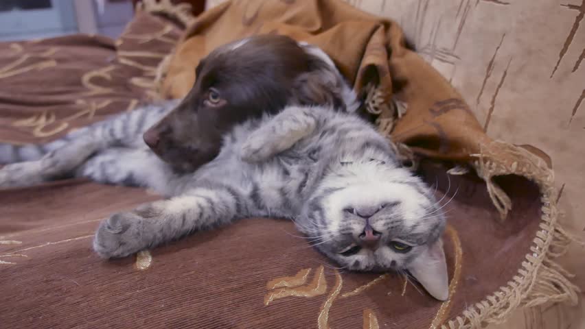 Video Stok Two Funny Pug Puppy On (100% Tanpa Royalti) 1026199898 