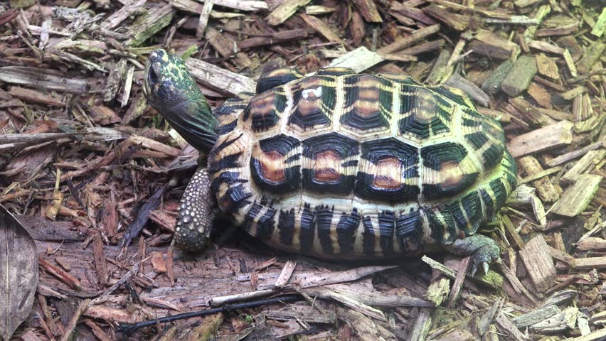 Spider Tortoises image - Free stock photo - Public Domain photo - CC0 ...