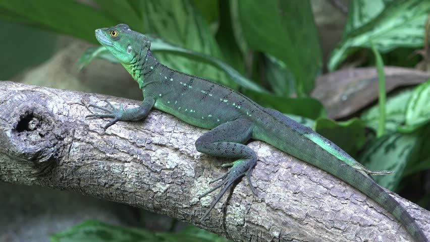 Plumed basilisk (Basiliscus plumifrons)
