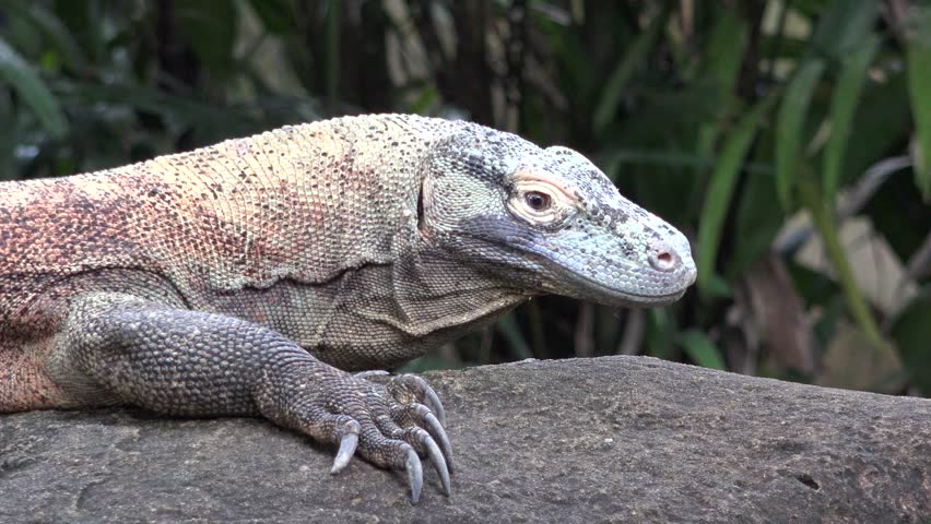 Komodo Dragon Monitor Lizard Varanus Komodoensis Stock Footage Video 100 Royalty Free Shutterstock