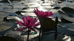 Lotus reflecting sunlight in the morning. 