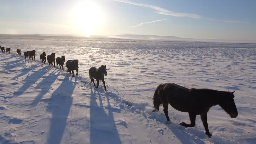 Royalty-free Approach Herd horses speed run along snowfield