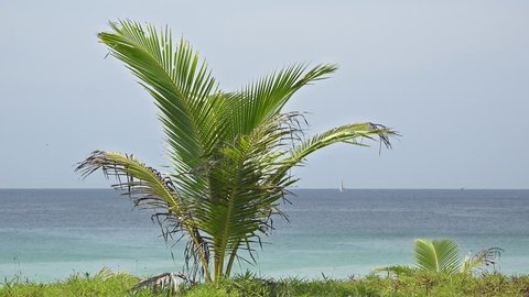 Little coconut palm tree in sea breeze on beach