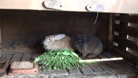 two domestic decorative breeding rabbits eat green grass in paddock . 4K UHD video clip. 