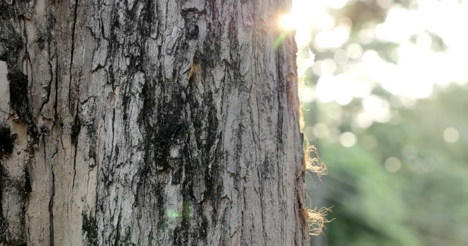 Tree bark texture with sunlight and natue background
