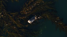 Sea Otter Playing in Kelp by Aerial Drone