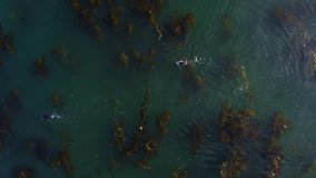 Sea Otter Playing in Kelp by Aerial Drone