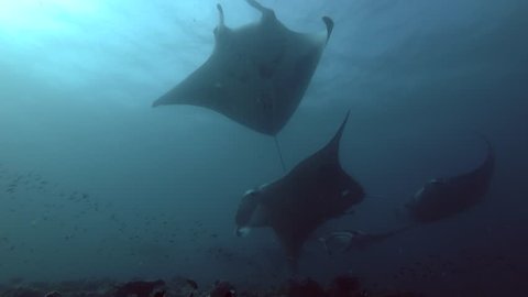 Group of Reef Manta Rays (Mobula alfredi, Manta alfredi) swims under water surface, Indian Ocean, Maldives