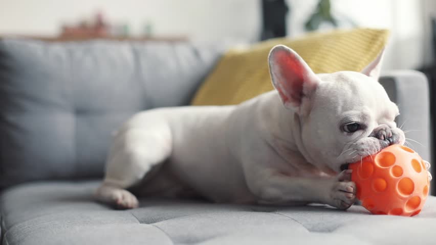 Close up white cute french bulldog playing with a toy on floor young dog house face banner animal funny home pet background portrait adorable face domestic charming slow motion Royalty-Free Stock Footage #1009429142