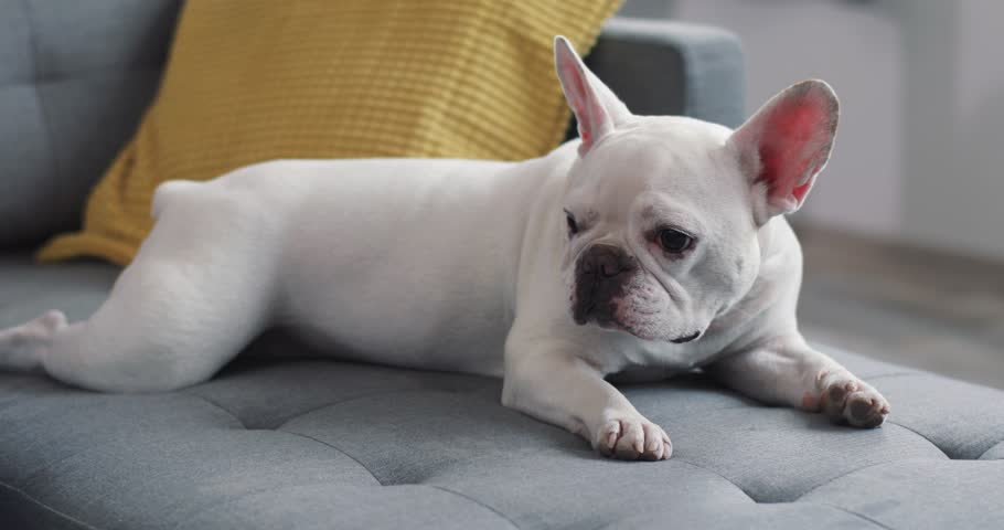 Sad White Cute French Bulldog Stock Footage Video (100% Royalty ...