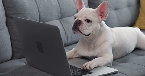 Cute french bulldog use reading on a laptop lying on sofa at home
