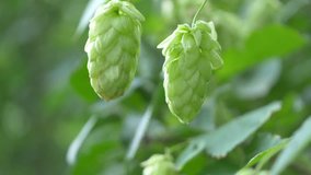 Professional video of twig of hops on the plantation in 4K slow motion 60fps